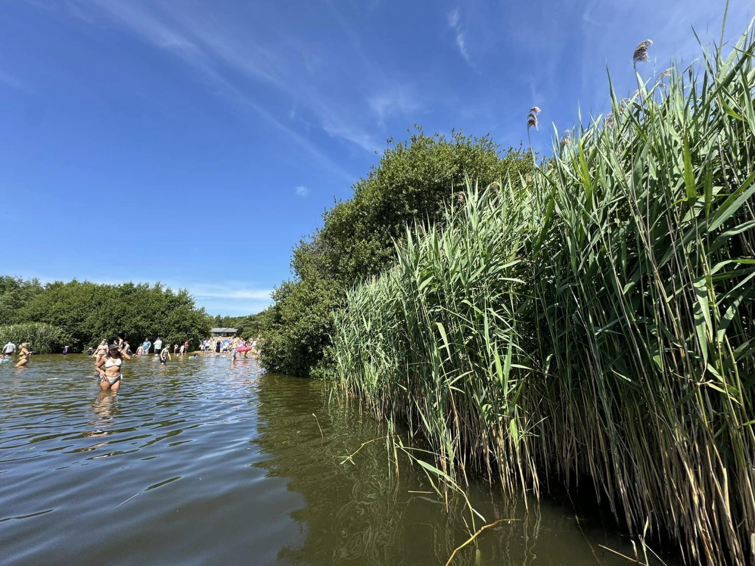 frensham-great-pond-a-perfect-day-out-for-wild-swimming-and-exploring