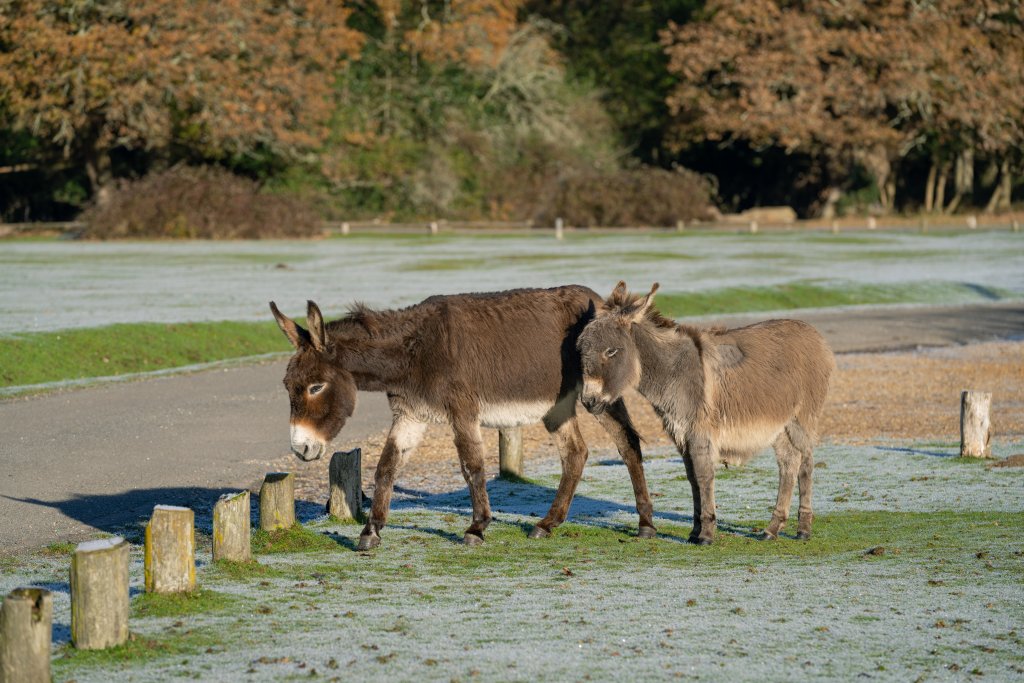 Two donkeys near posts