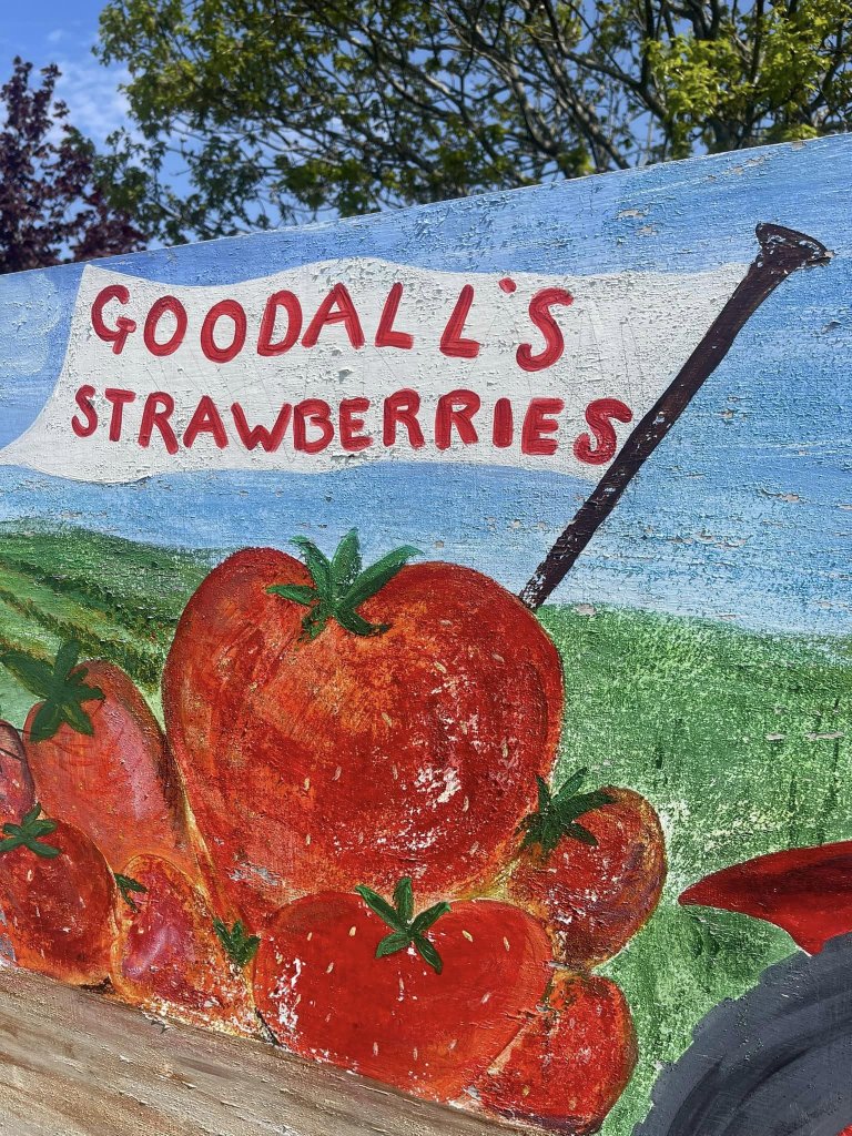 Pick-your-own Goodall's Strawberries