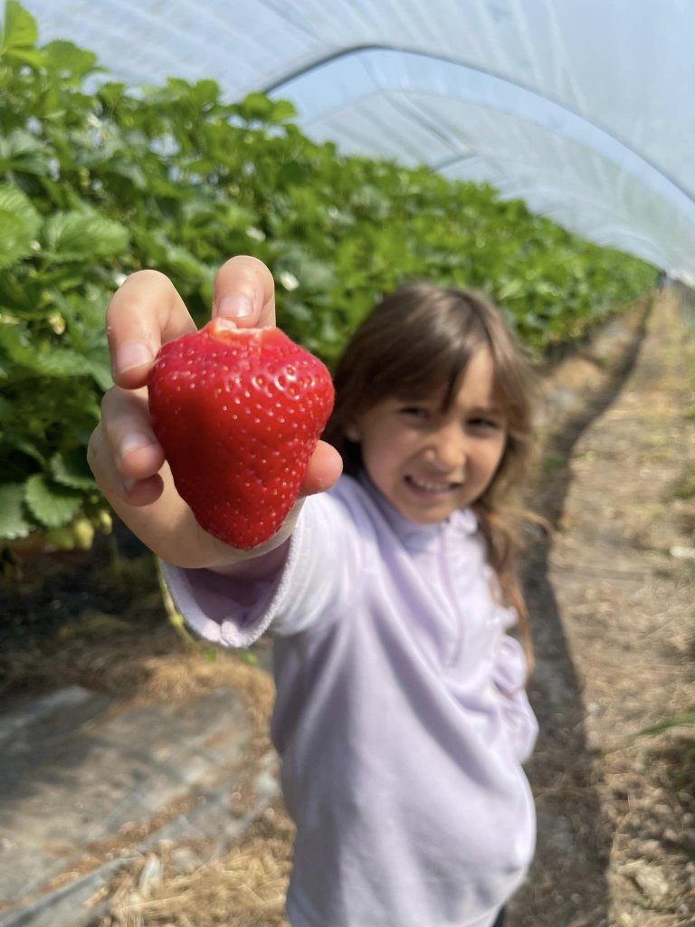 Pick-your-own Goodall's Strawberries