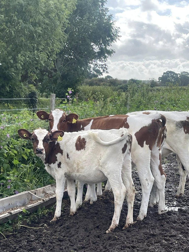 Northney Farm cows
