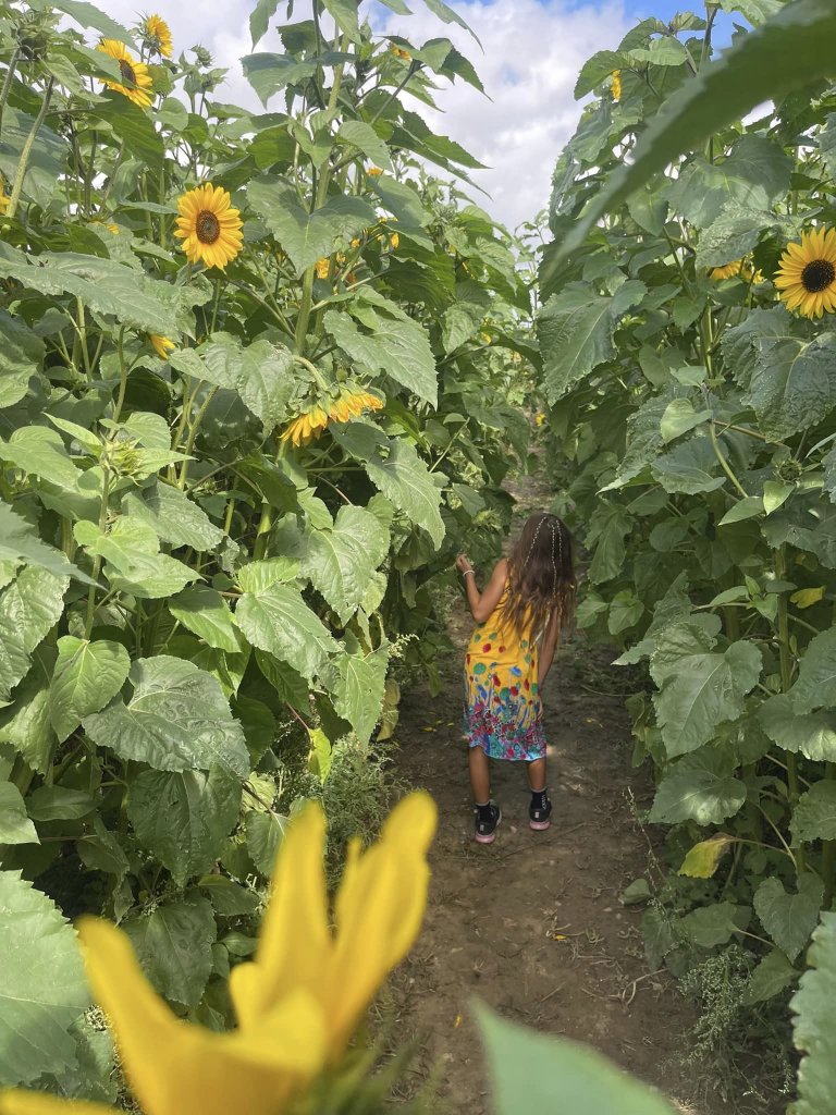 small girl surrounded by giant sunflowers