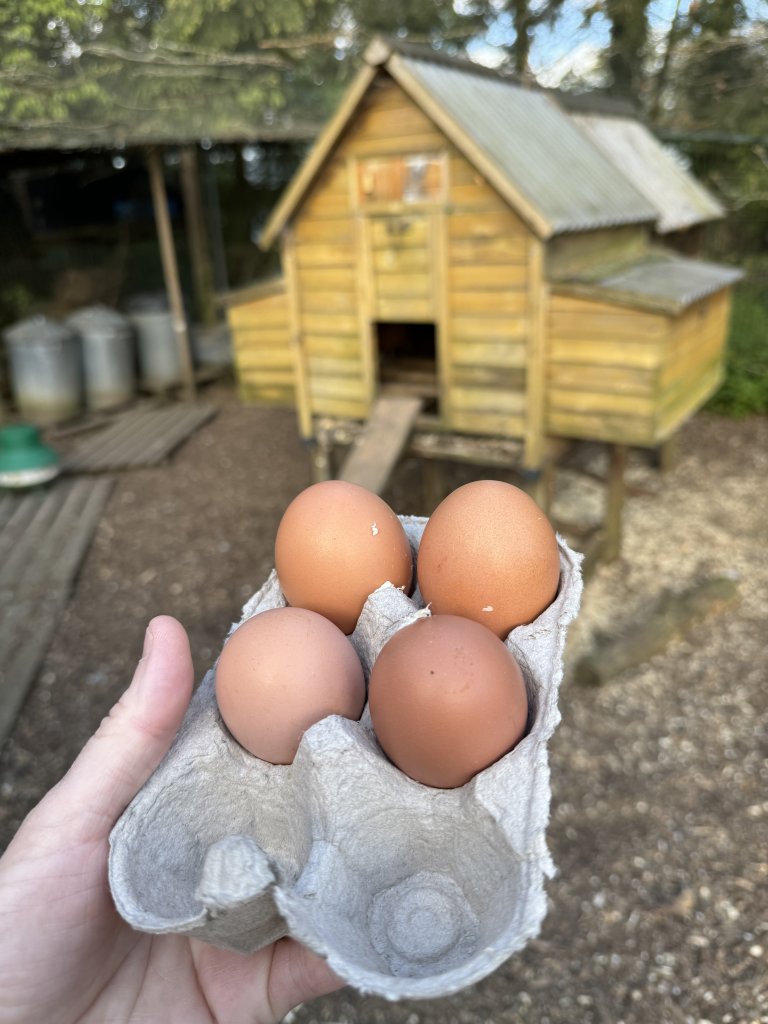 Headlands Lodge fresh eggs