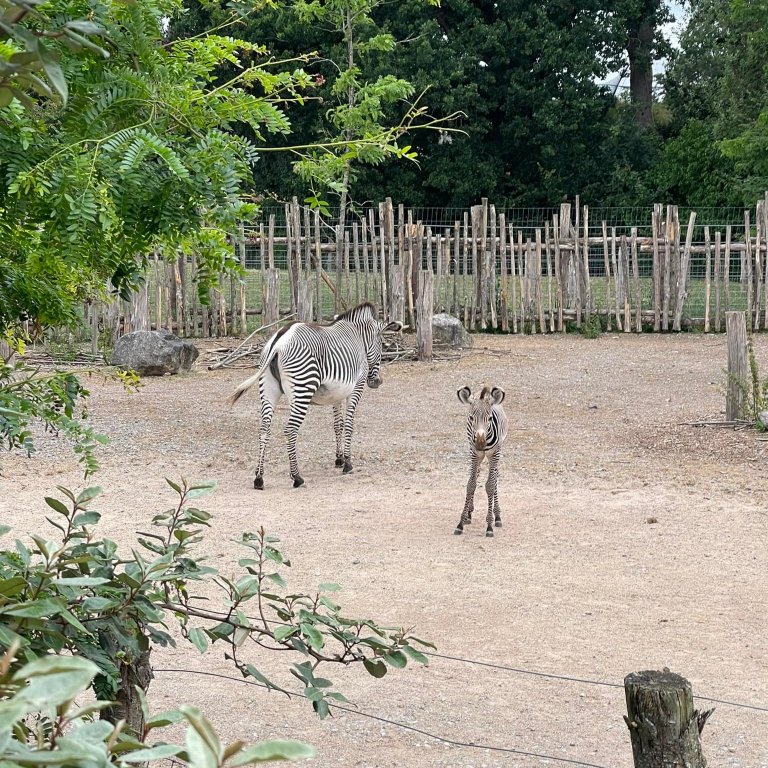 Discover Hampshire’s Best Animal Attractions