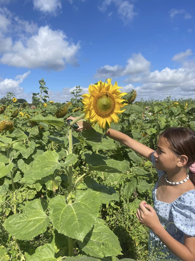 Cutting a large sunflower