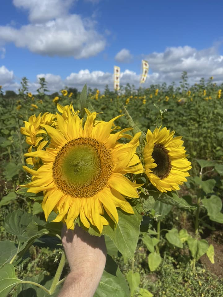 A large sunflower