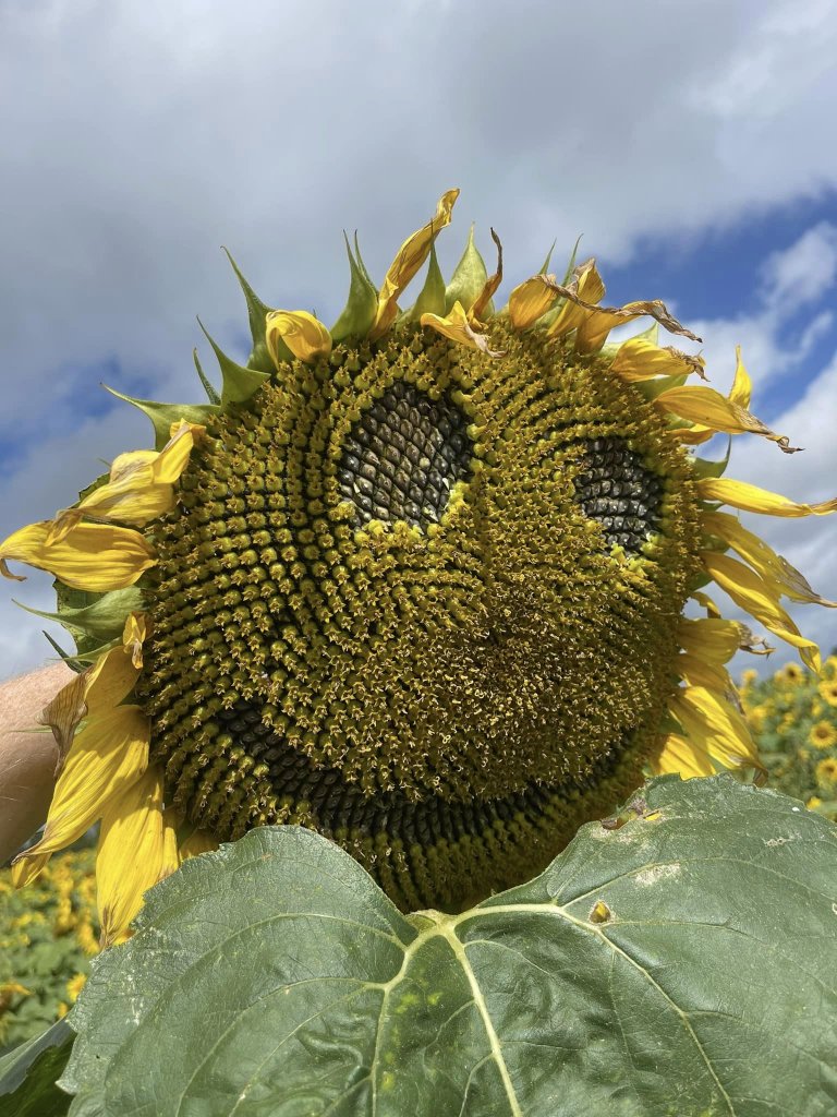 A sunflower with a smiling face