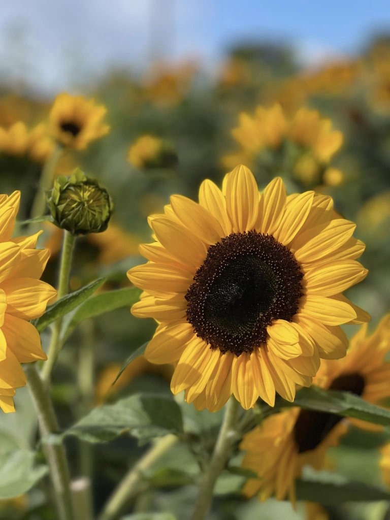 A beautiful sunflowers