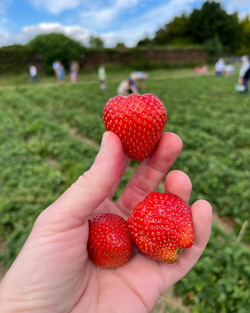 Pick-your-own Steve Harris Strawberries