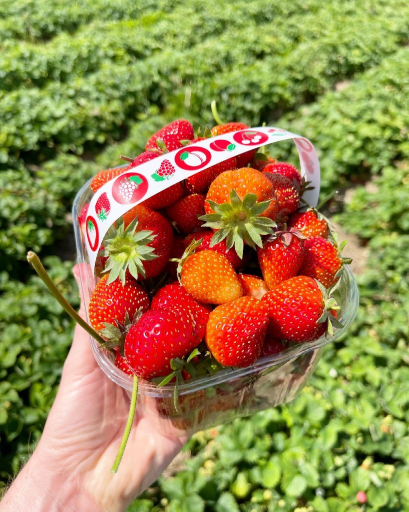 Pick-your-own Steve Harris Strawberries
