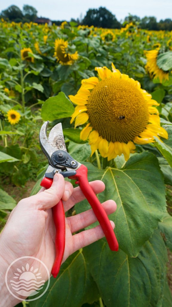 cutting a sunflower