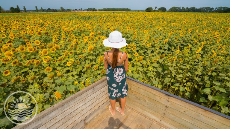 2 blooming beautiful spots in Hampshire to pick your own sunflowers